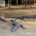 dragon_komodo_lbrs_rinca_h_0041_kom1077.jpg